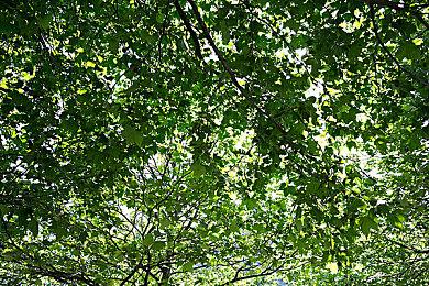 《符文工房4特别版》12月登陆Steam和家用机平台